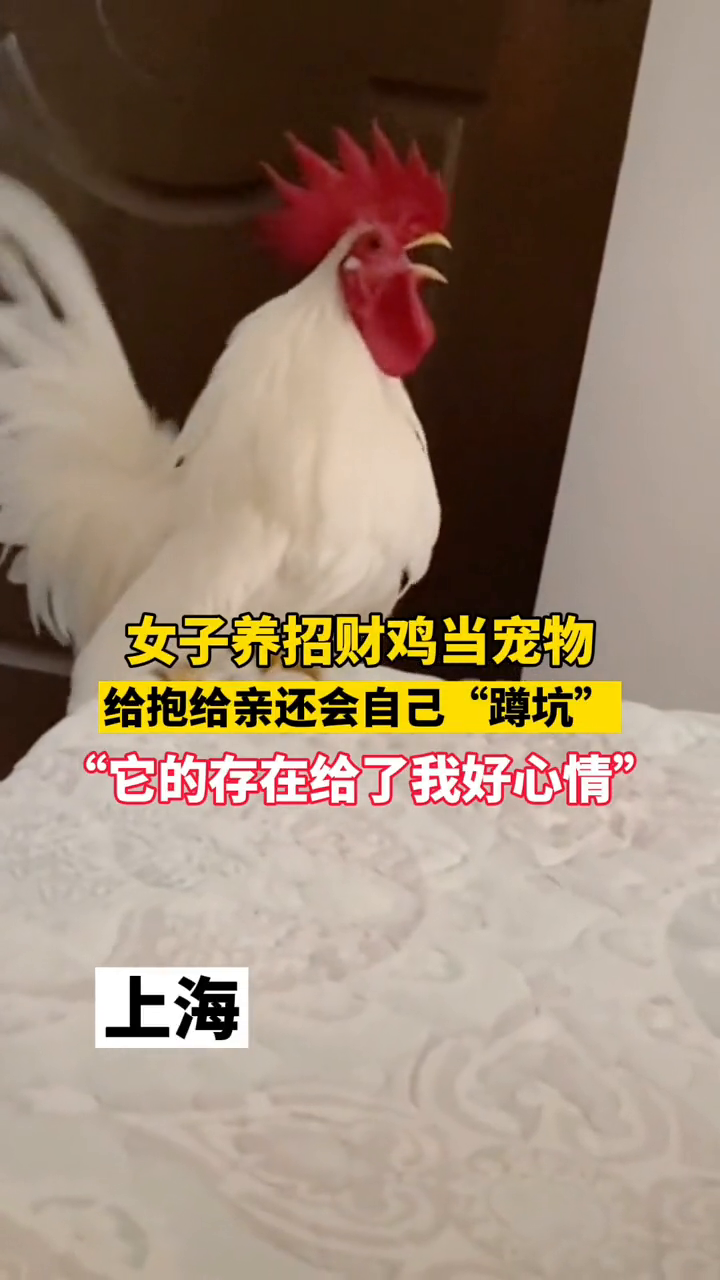 史上最幸福的小鸡!女子养招财鸡当宠物,给抱给亲还自己“蹲坑”