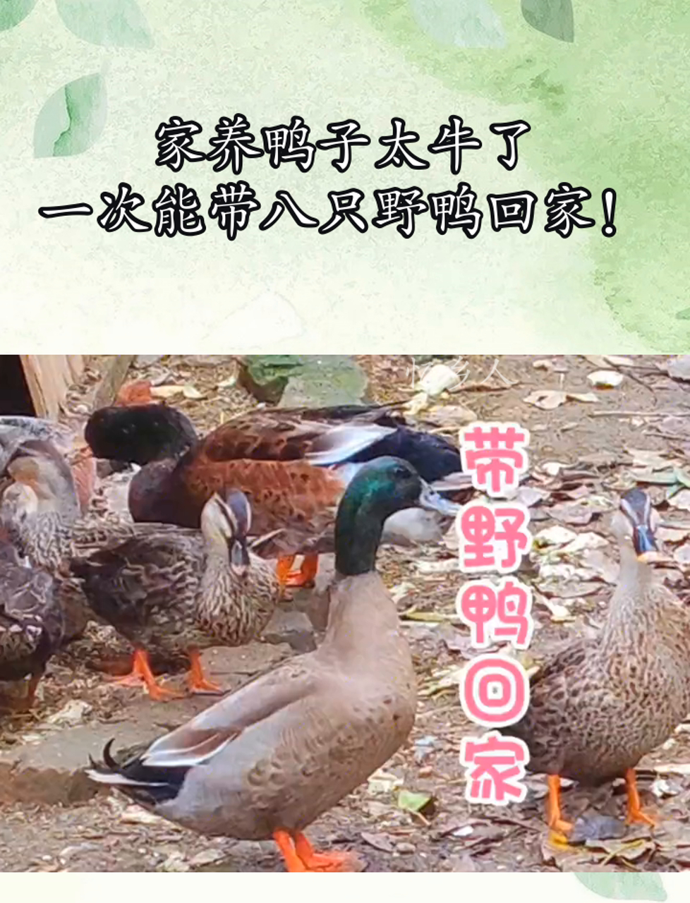家养鸭子太牛了,一次能带八只野鸭回家!