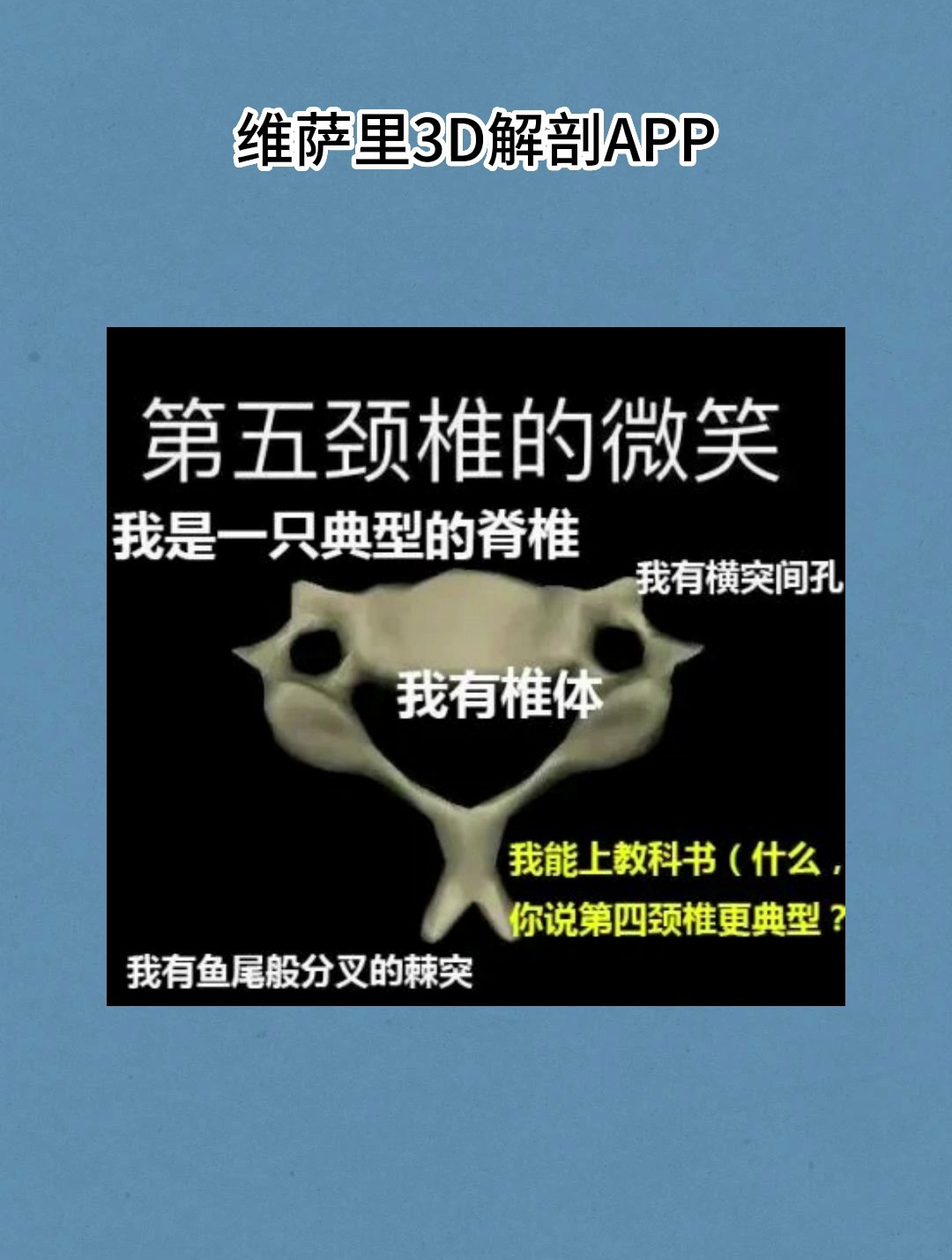 维萨里3D解剖:第五颈椎解剖