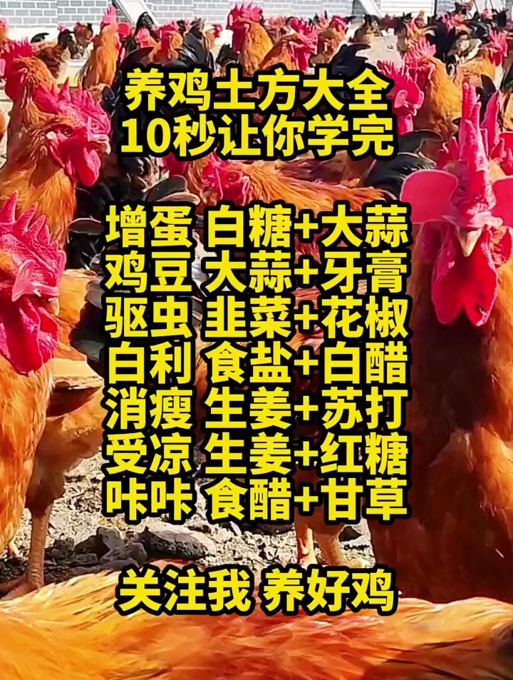 养鸡土方大全,10秒让你学完