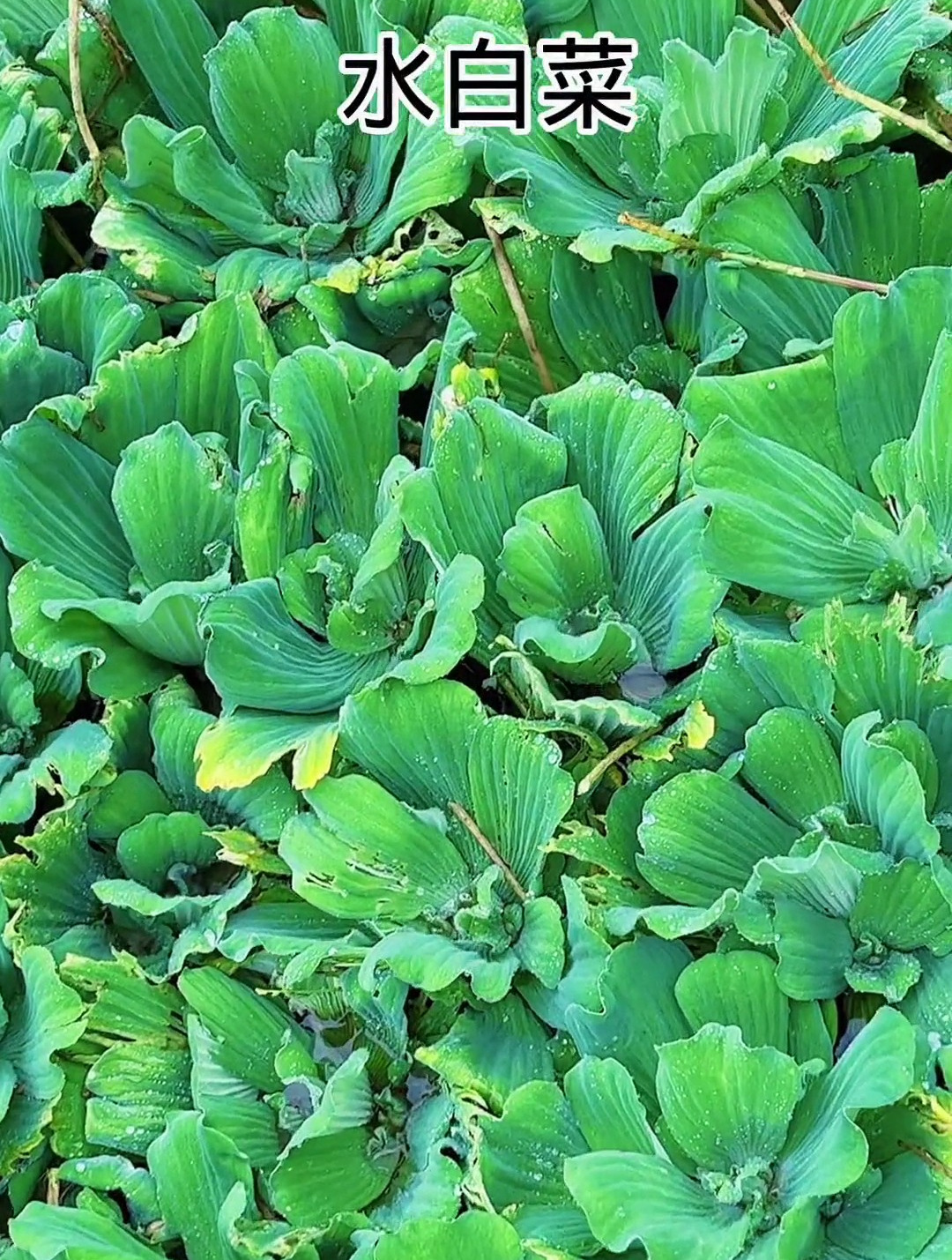 水白菜你知道吗