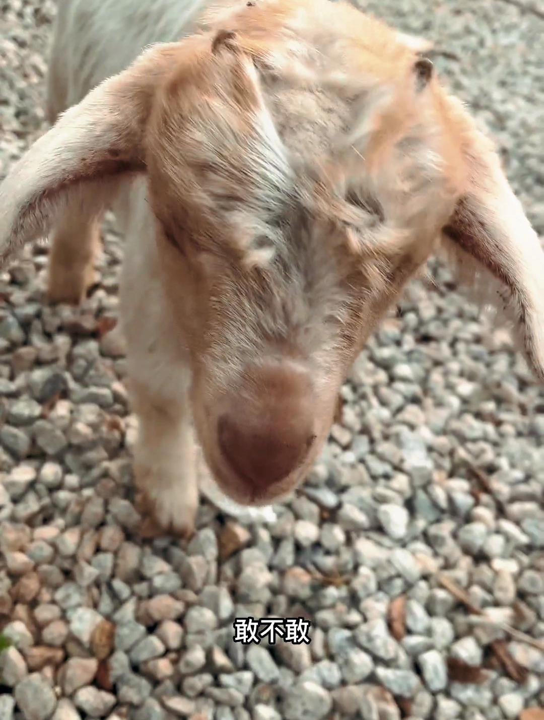 烤全羊好还是羊肉煲好