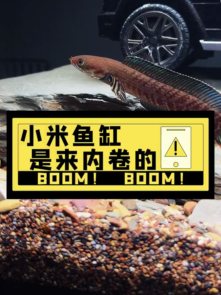 小米智能鱼缸造景完毕,放在桌面养小鱼很合适!