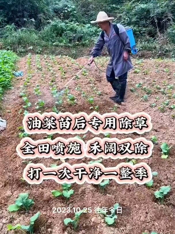 油菜田苗后除草剂,全田喷施.禾阔双除,打一次干净一整季