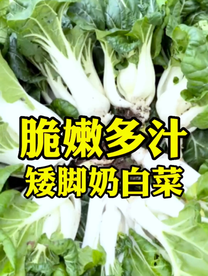 农村媳妇种植奶白菜有技巧,掌握这2点,种1次全家能吃整个冬天!