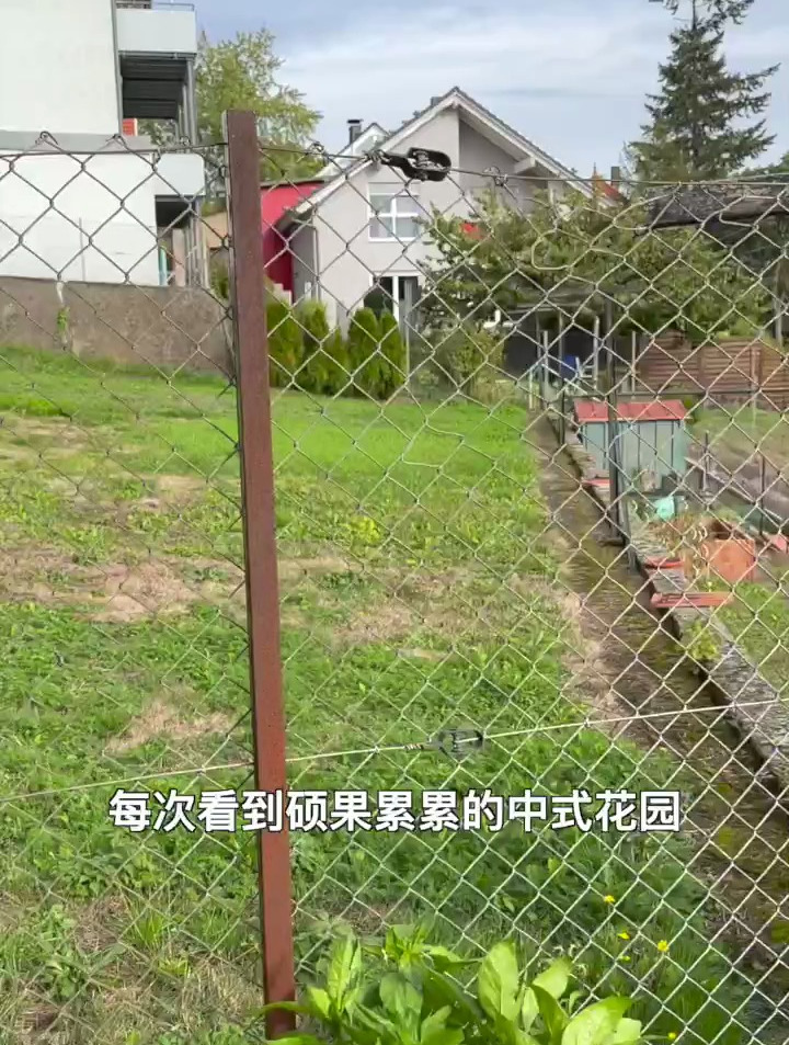 在德国的中式菜园子