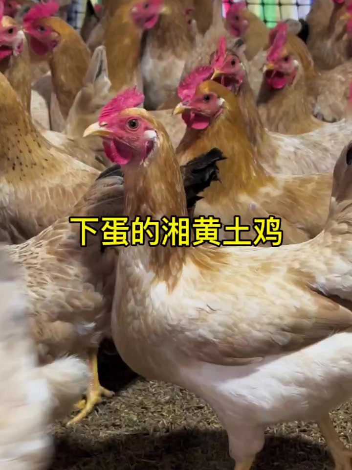 6个月的下蛋湘黄土鸡