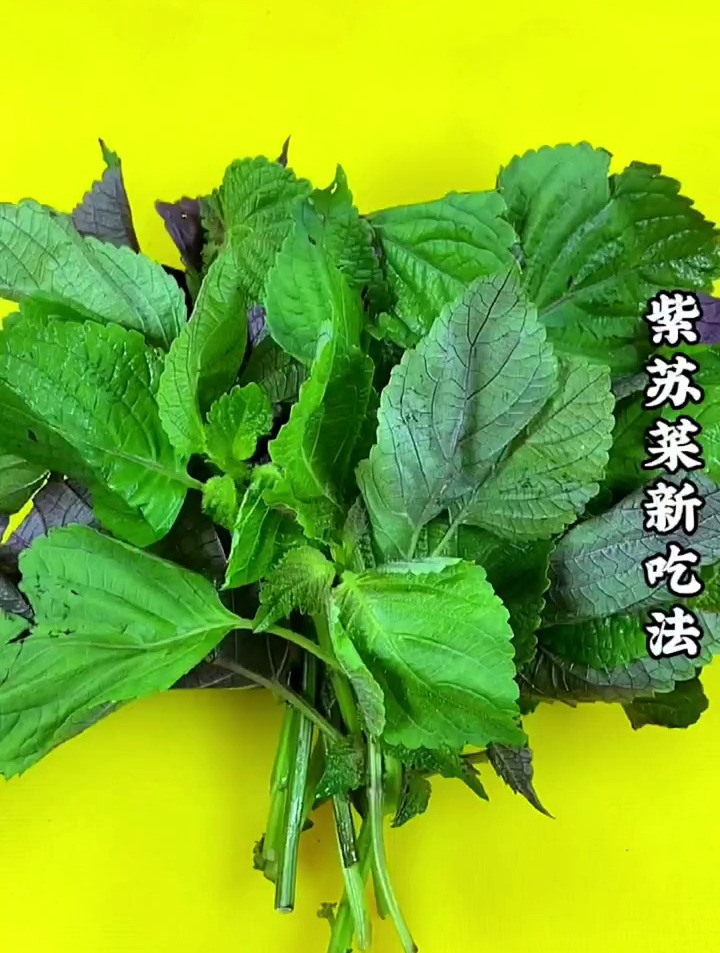 紫苏菜的新吃法