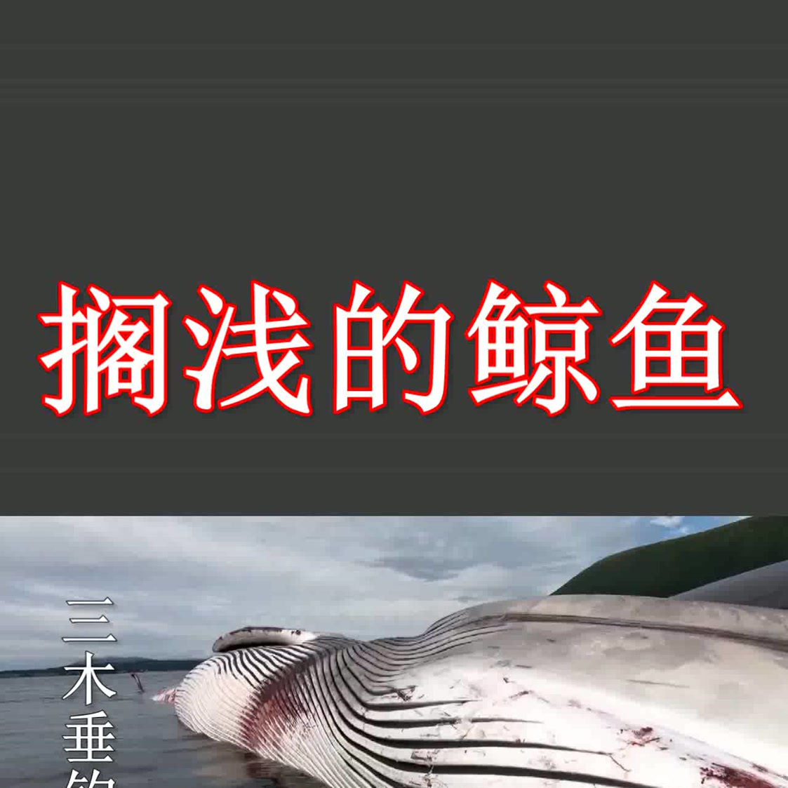 搁浅的鲸鱼! 在挪威搁浅的鲸鱼,重40多吨,长达15米!真可惜! #钓鱼# #动物世界# 