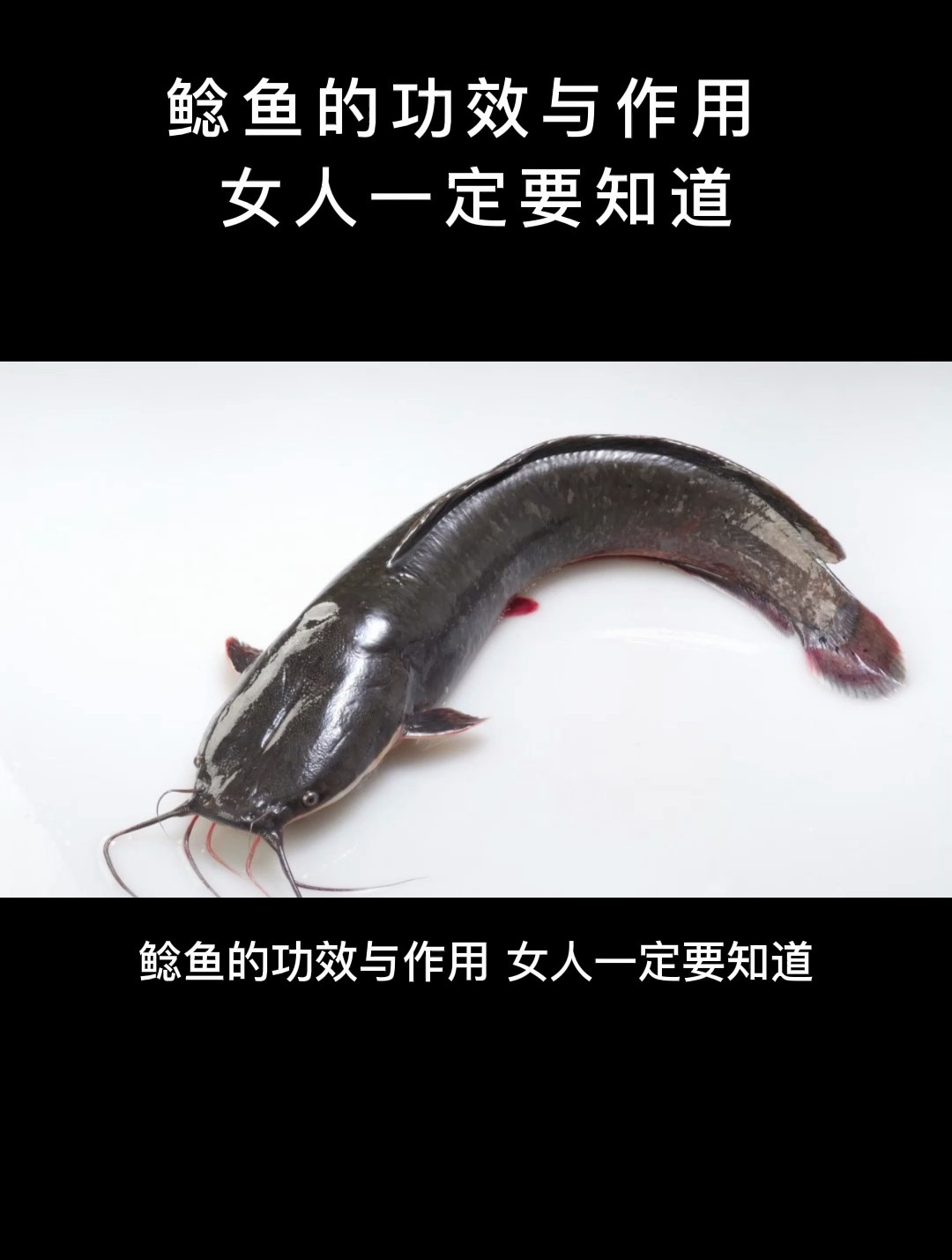 食疗:鲶鱼的功效与作用,女人一定要知道