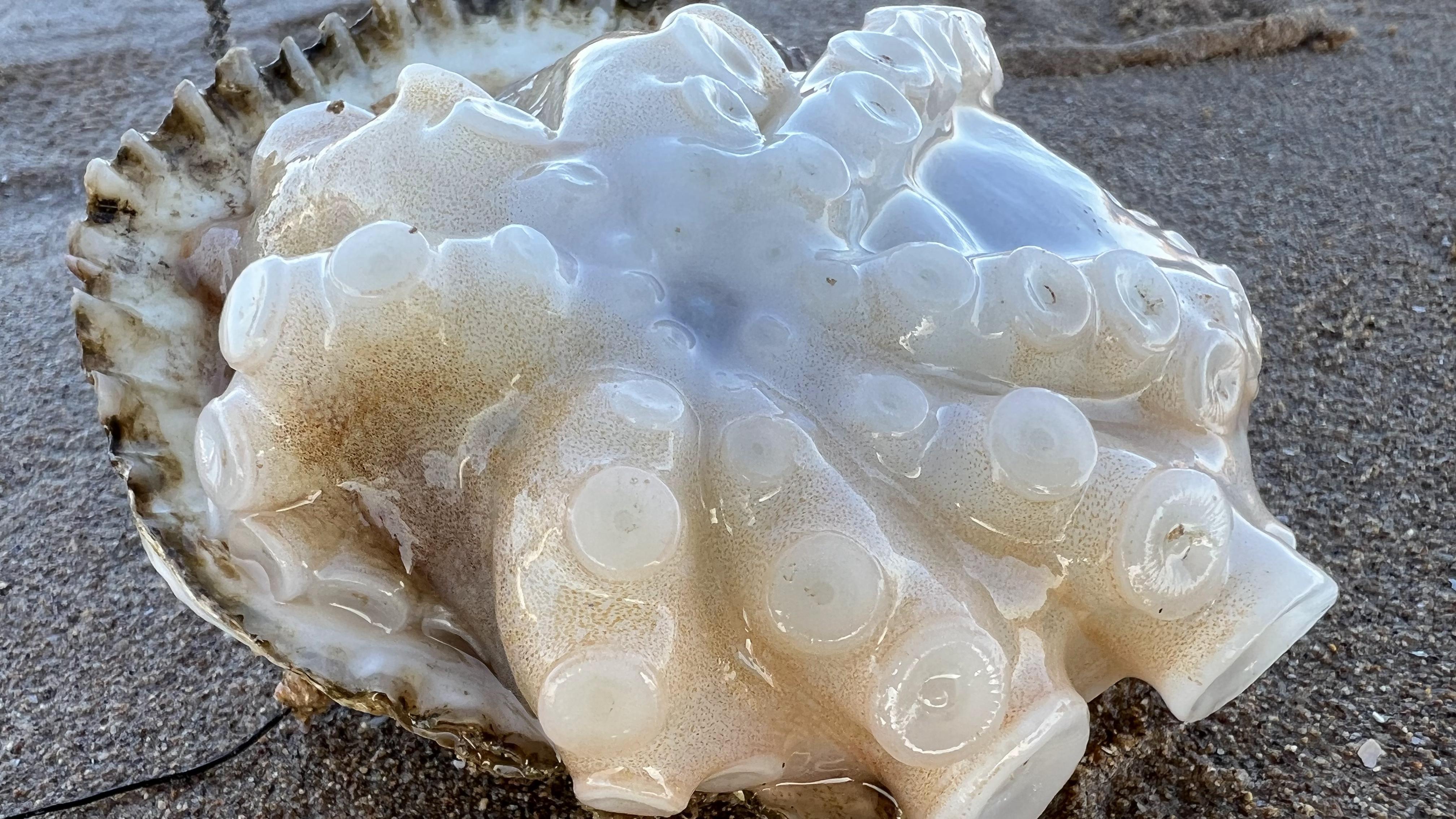 大齐赶海,发现一只八爪鱼的牙齿煮出来2个小花瓣,还捡到了海带