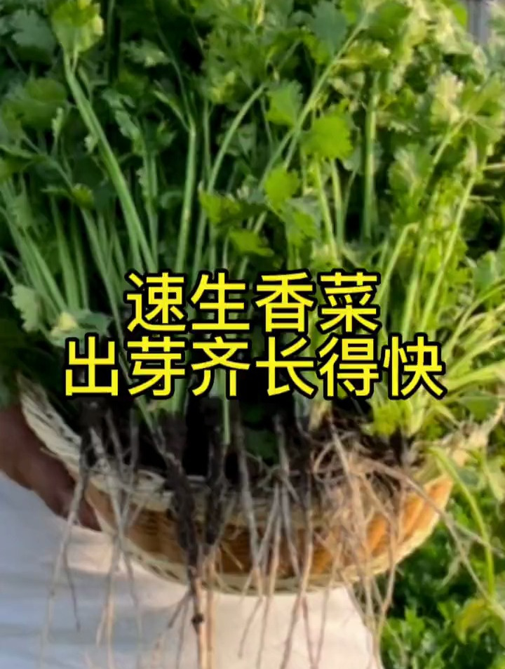 出芽齐长得快速生香菜品种,大田菜园都能种