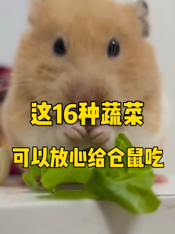 仓鼠可以吃哪些蔬菜?这16种可以放心喂