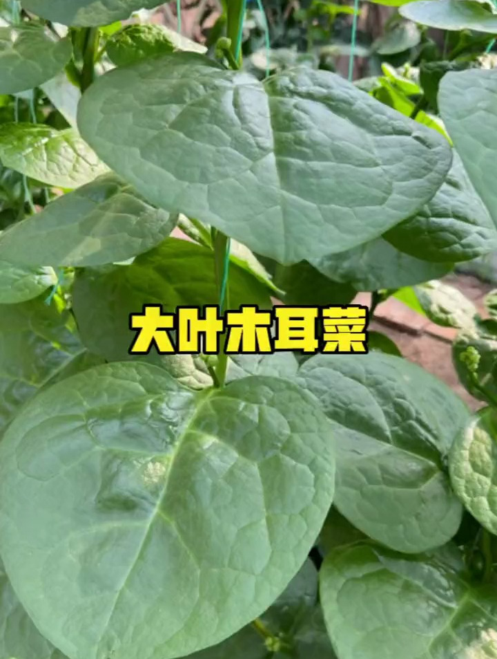 大叶木耳菜,常吃皮肤水嫩嫩!