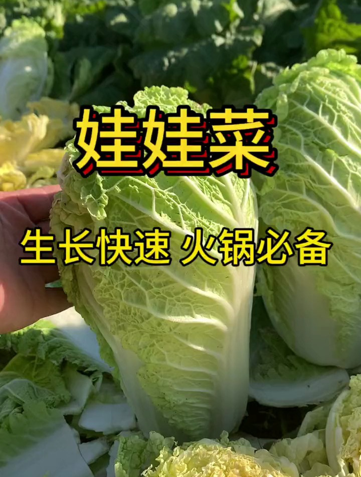 婆婆种的娃娃菜,长得比白菜还大,老农:这可不是普通的娃娃菜