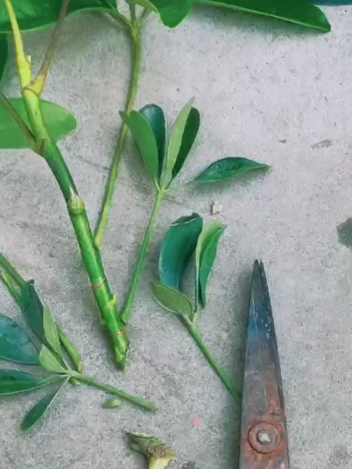 鸭掌木枝条扦插,操作简单,生根快