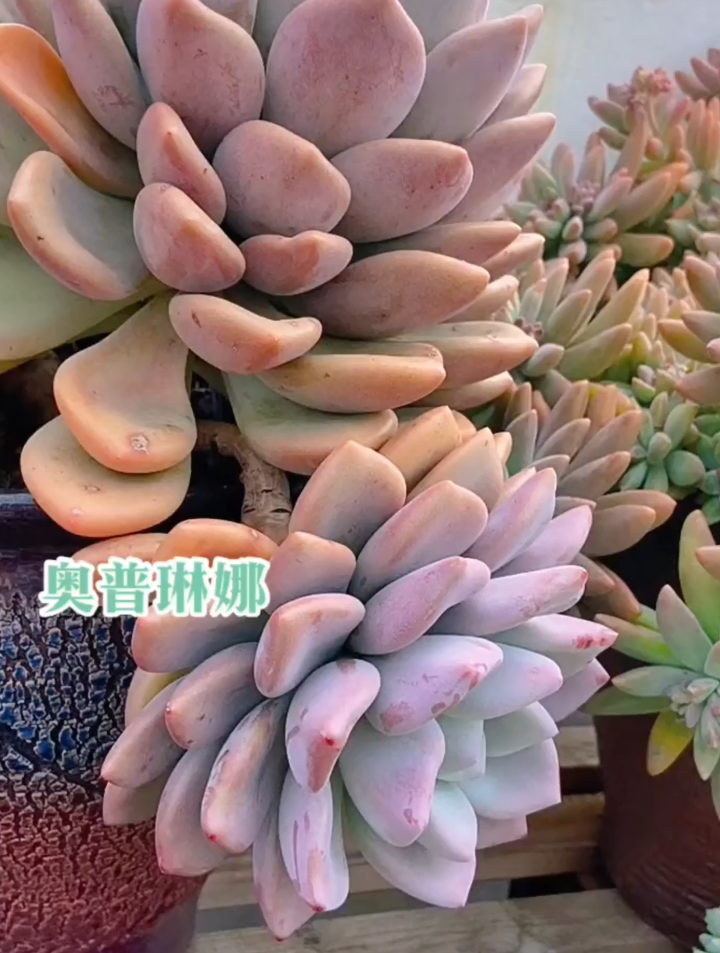 你喜欢老桩吗？越来越喜欢老桩了，远远看去，就是一道靓丽的风景