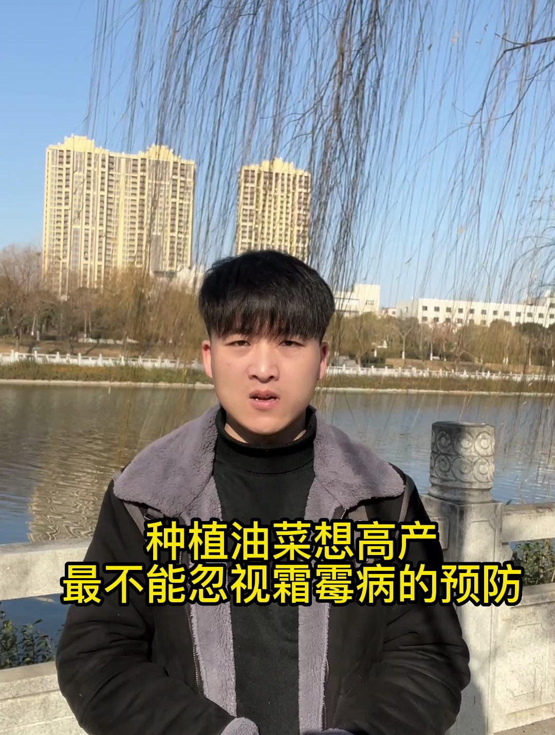 油菜霜霉病菌核病千万不能忽视给大家一个全套的病害预防增产方案