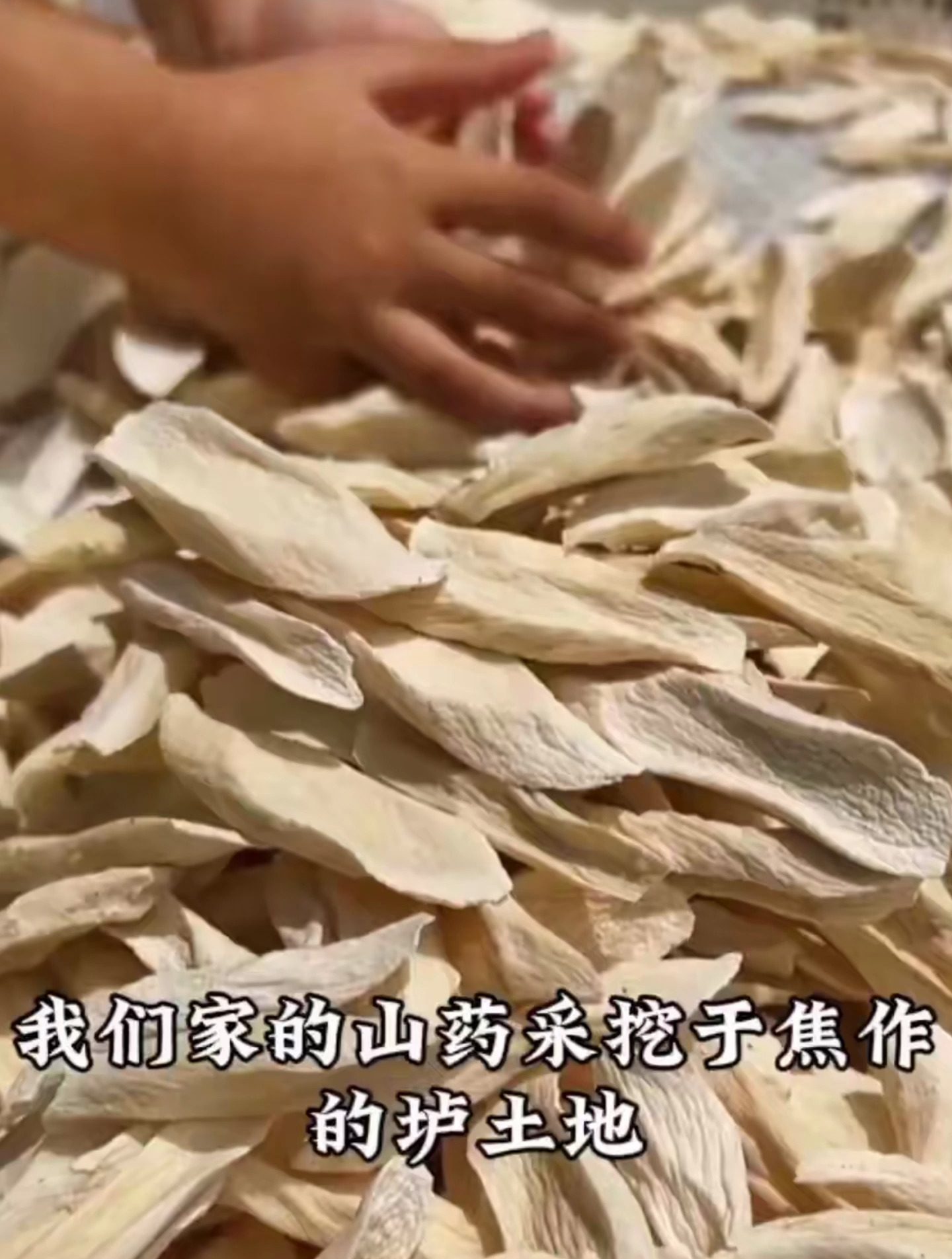 怀山药也叫作薯蓣,它是多年生的缠绕行草本植物,干片可以泡水
