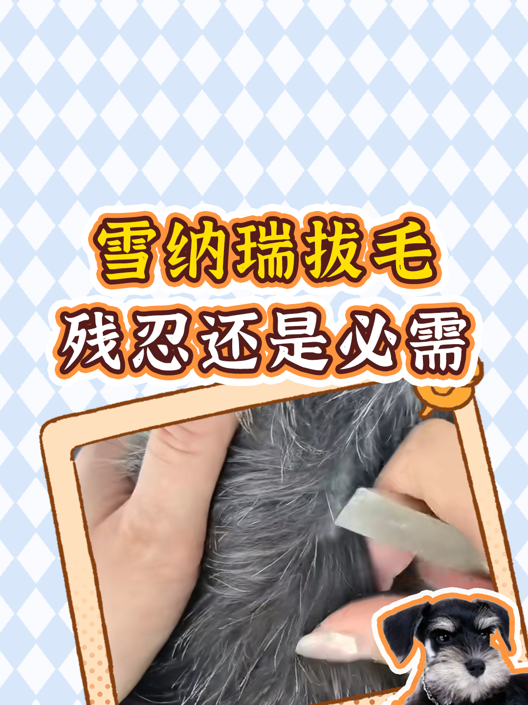 雪纳瑞被拔毛,是虐待还是为它好?