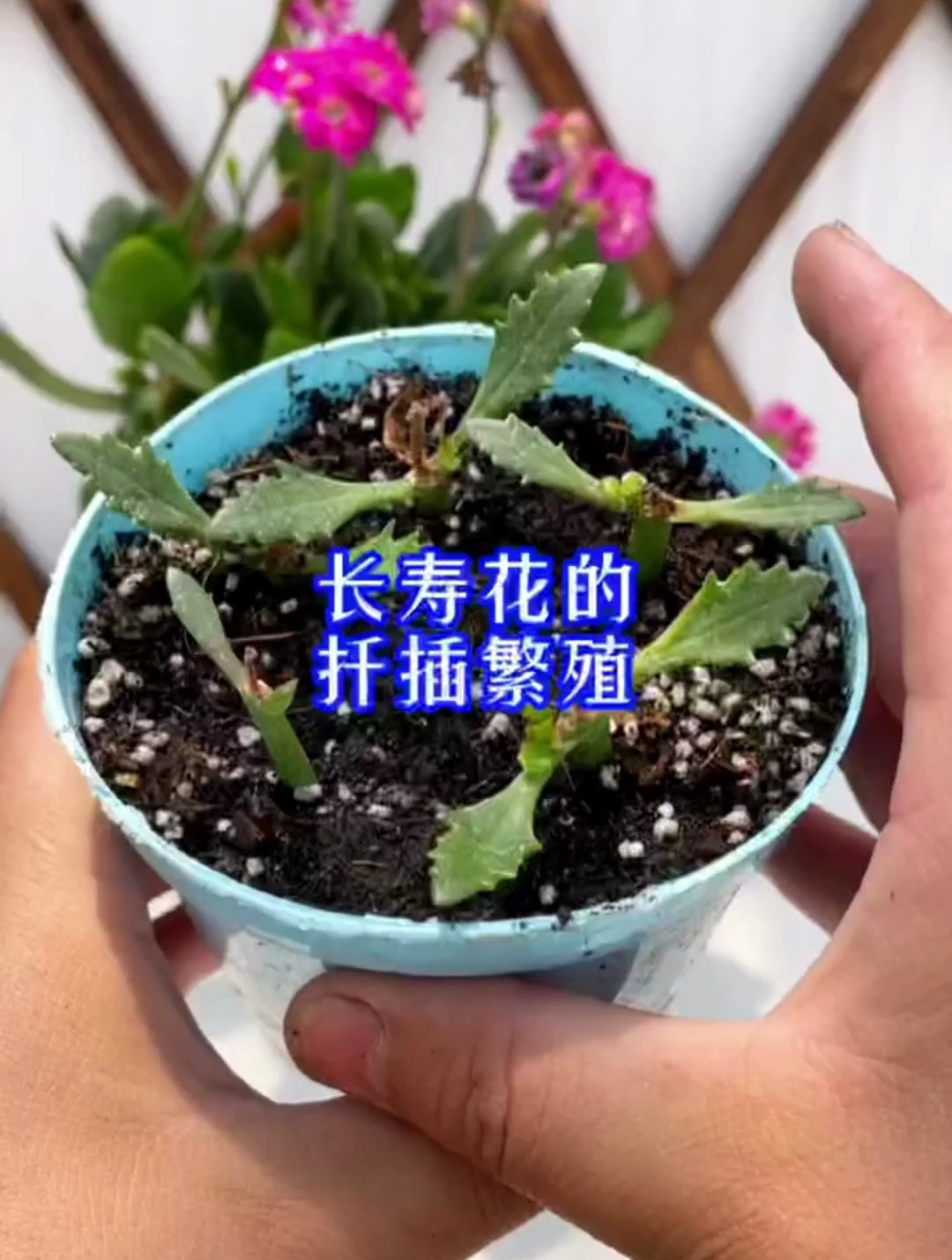 长寿花怎么扦插繁殖?资深养花人的独家扦插秘诀分享!