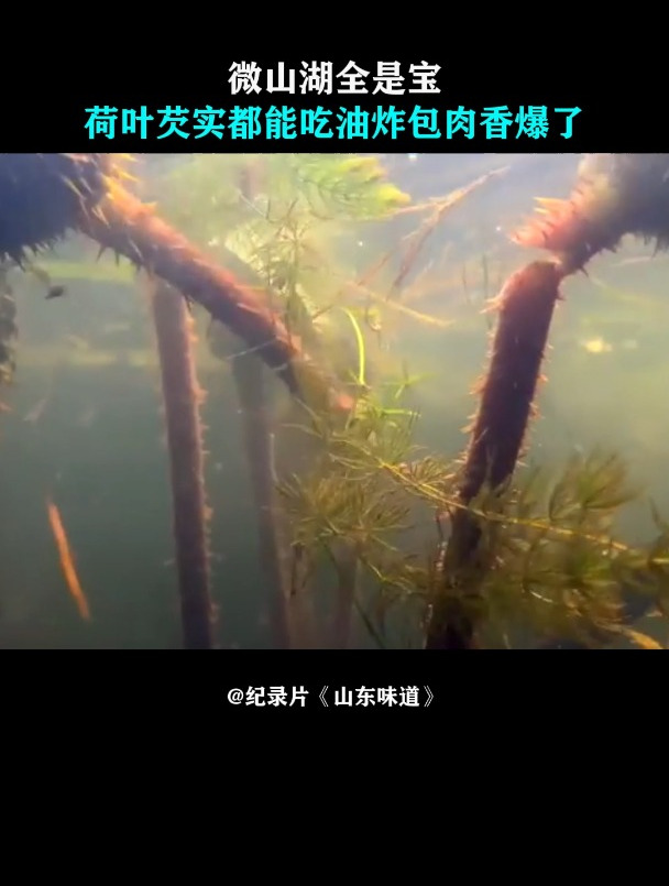 山东味道:微山湖全是宝,荷叶芡实都能吃,油炸包肉香爆了