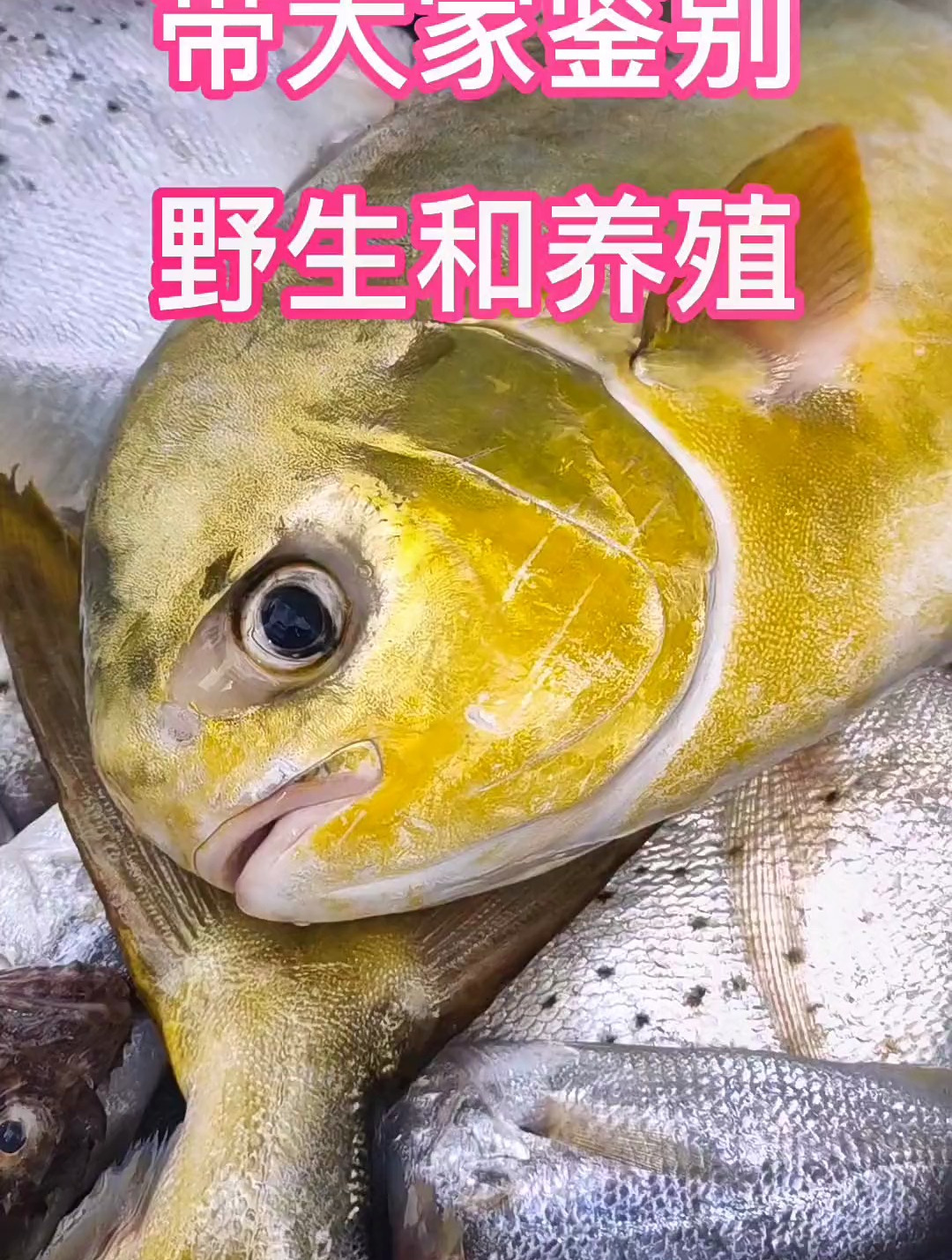 带大家鉴别野生和养殖!