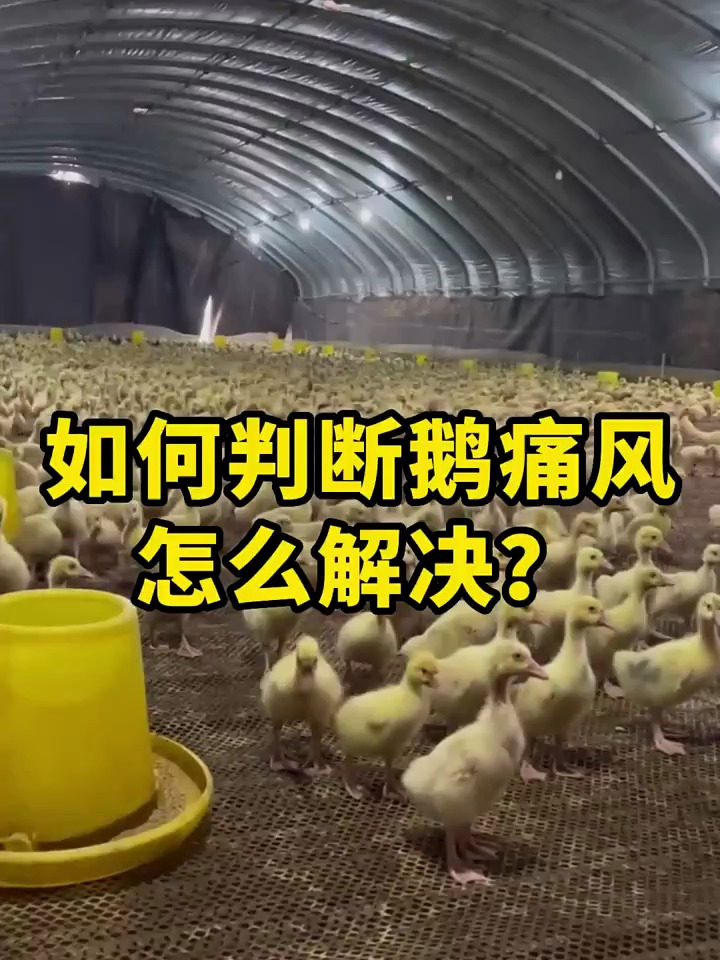 如何判断鹅痛风?有什么方法可以解决?