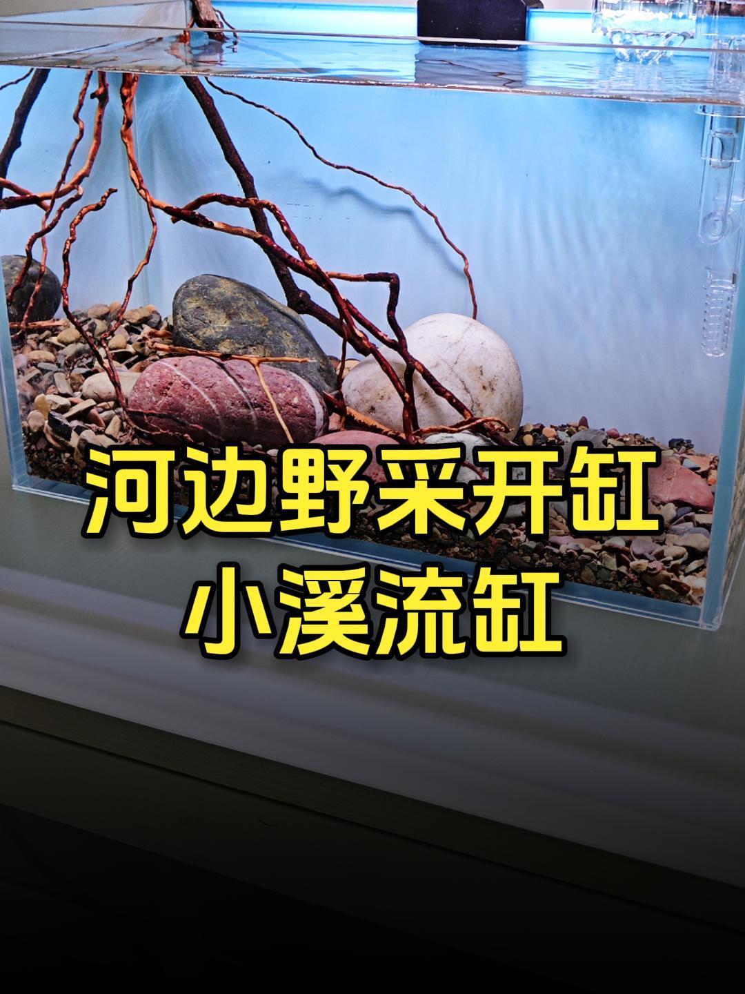 河边野采,就地取材开缸造景,太喜欢这小溪流缸了
