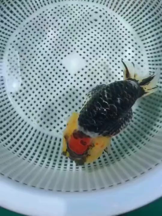 红顶麒麟 兰寿金鱼 这配色 谁不说一句绝