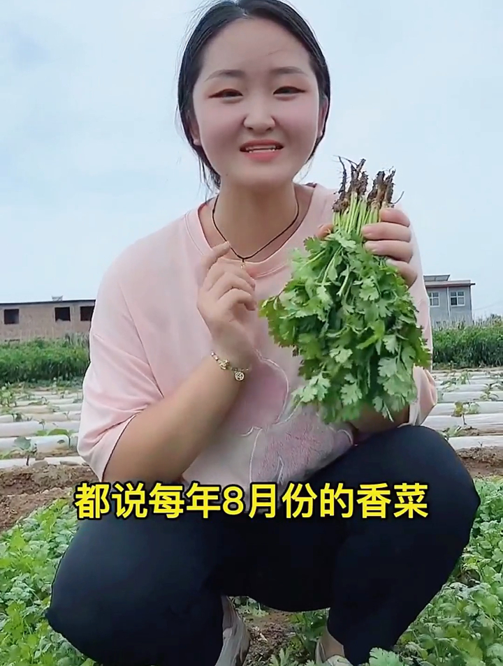 秋季种植香菜,管理当中要做好“3防”,不然影响产量和质量!