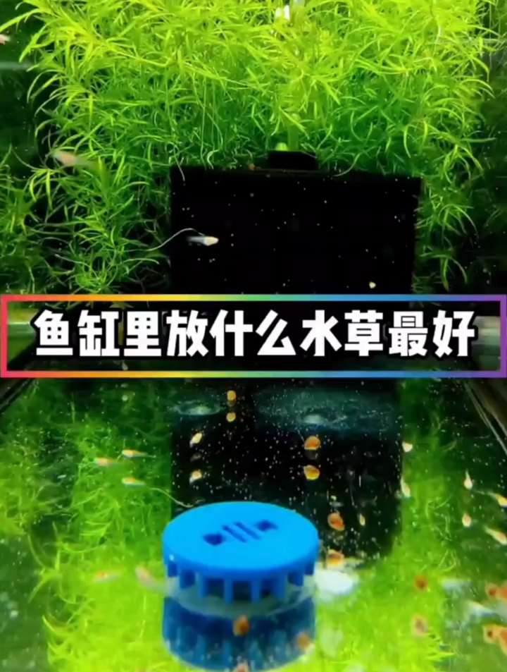 鱼缸里放什么水草最好?对孔雀鱼来说,最好的水草是这种竹节草