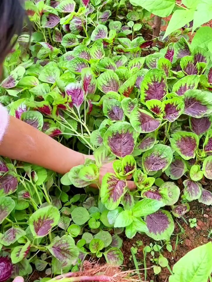 耐抽苔耐热的苋菜,不仅好吃还容易种,阳台小院就能种植!