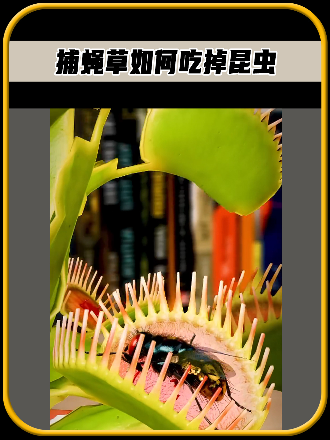 你知不知道,捕蝇草到底是,如何吃掉昆虫的