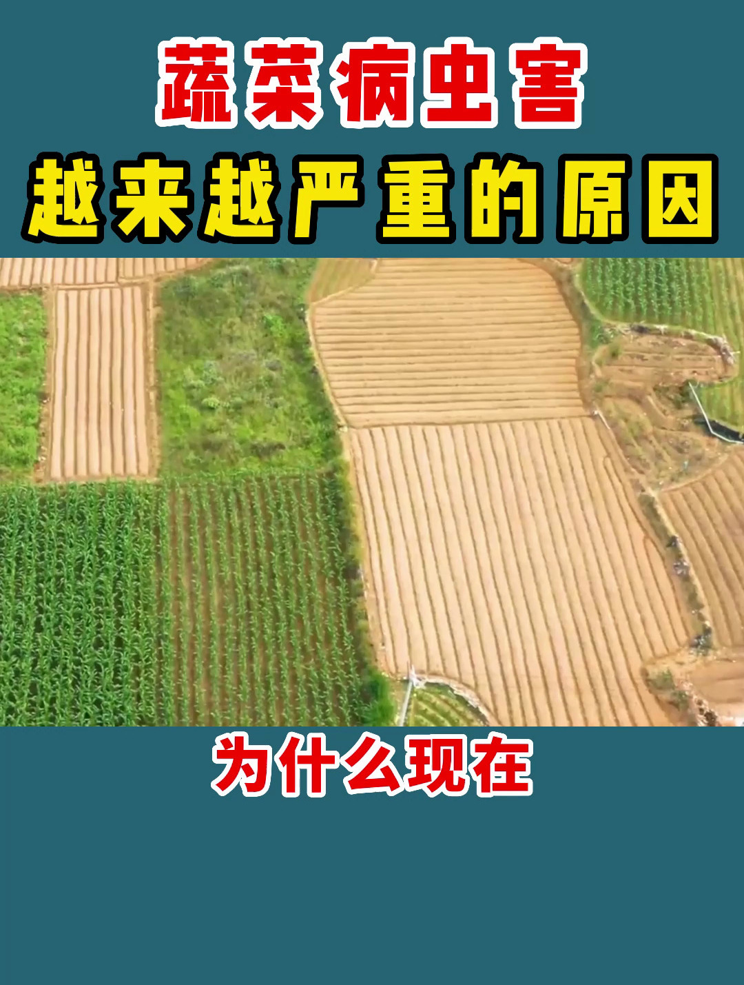 蔬菜病虫害越来越严重的原因