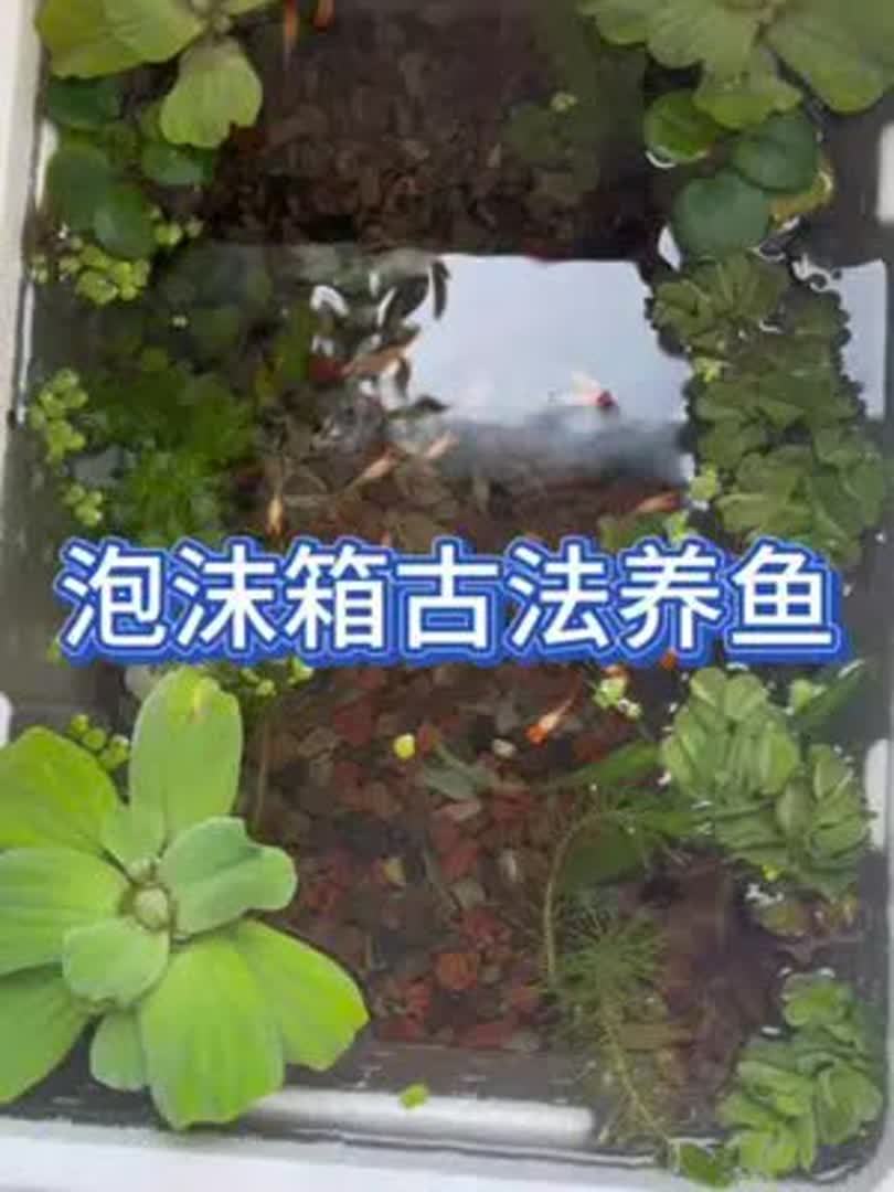 泡沫箱古法生态养鱼,大家了解一下。开缸半个月,效果非常好