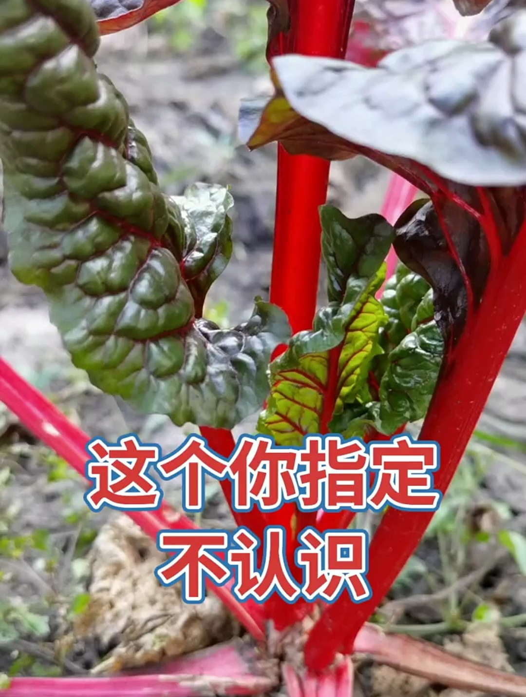 甜菜,可以产糖的一种植物