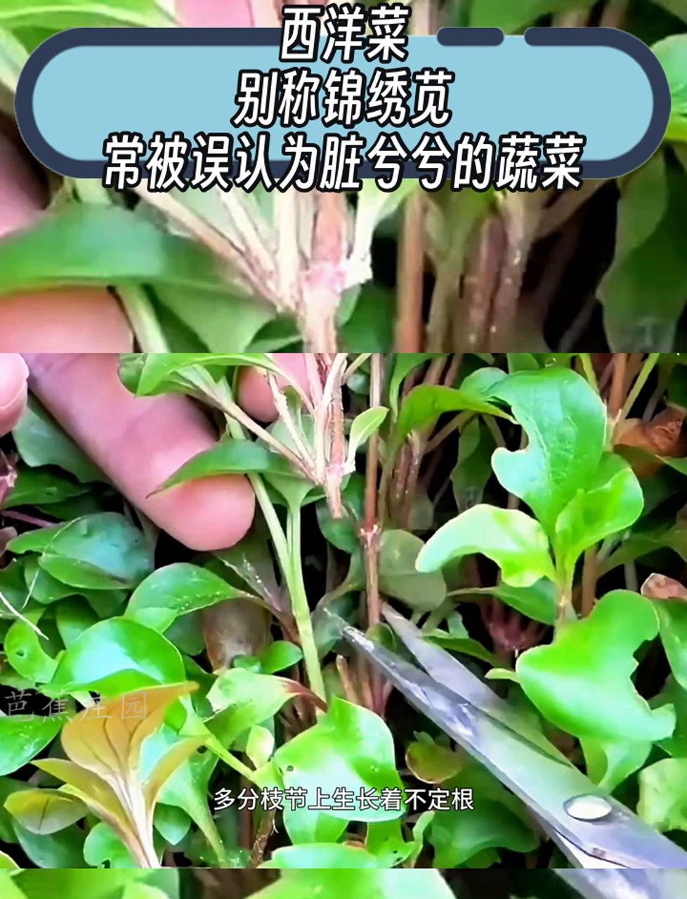 西洋菜,别称锦绣苋,常被误认为脏兮兮的蔬菜