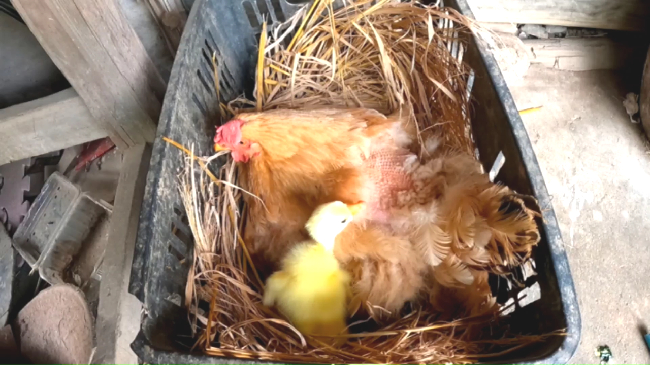 母鸡孵化6个鹅蛋,经历30天终于出壳了,刚孵化出来鹅苗这么漂亮