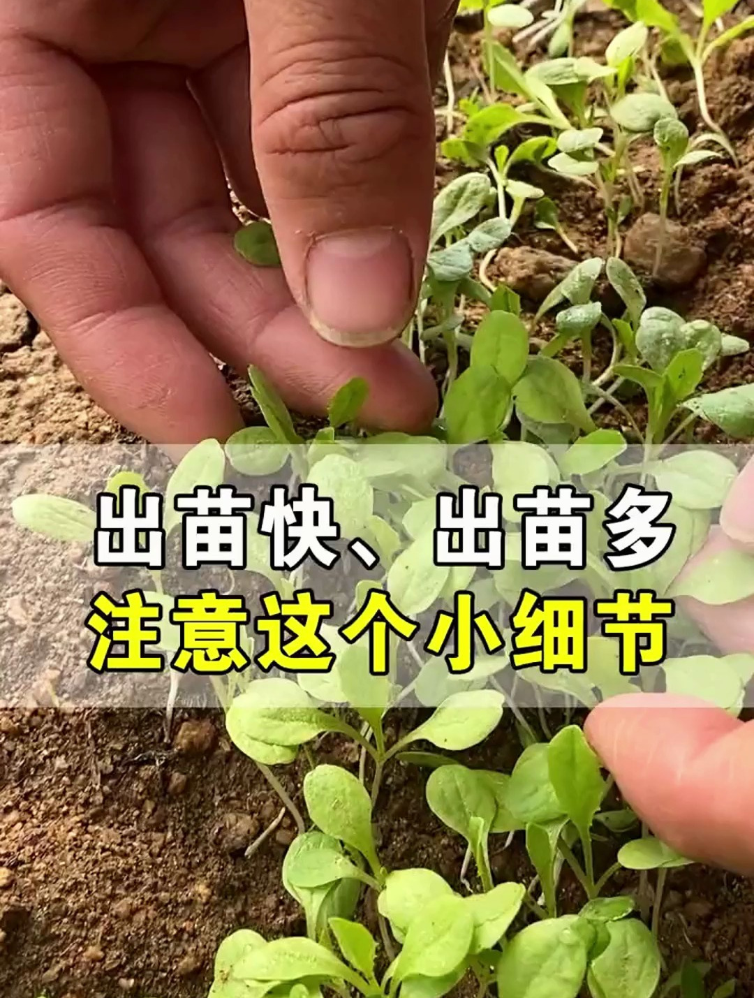 想要蔬菜长得好,种子育苗是关键,不同蔬菜种子泡水时间差异很大