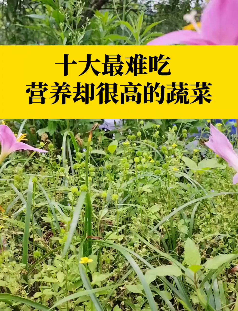 十大最难吃蔬菜!营养却最高