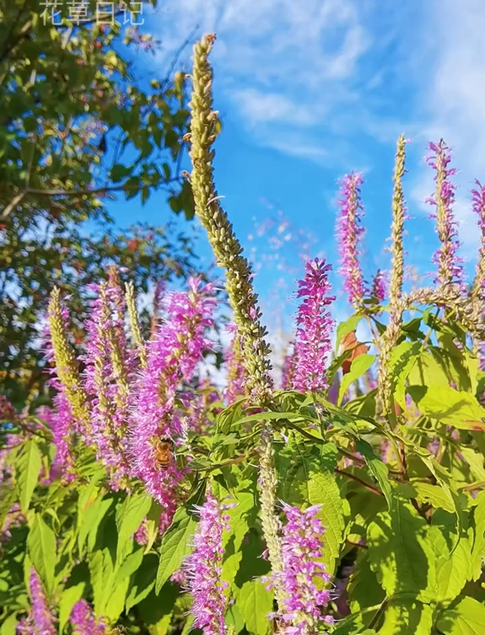 华北香薷,也叫野荆芥,长得挺高,能到1米2,枝杈多,7月到10月开紫花,晚秋开花的木本植物