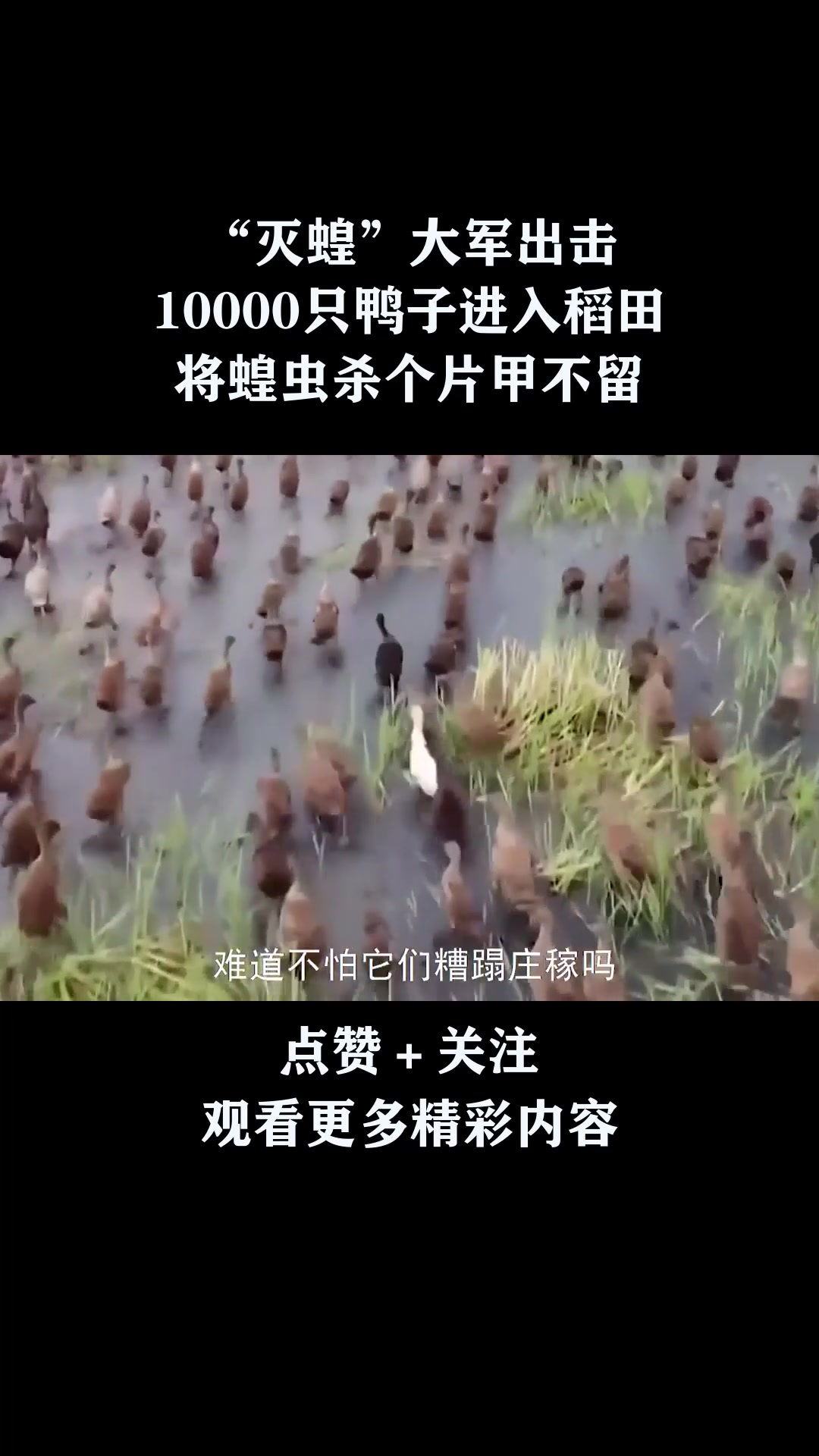 “灭蝗”大军出击,10000只鸭子进入稻田,将蝗虫杀个片甲不留!