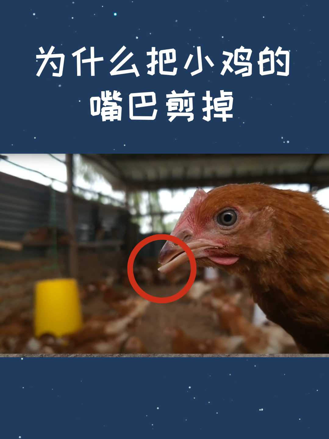 为什么把要把小鸡的嘴巴剪掉?