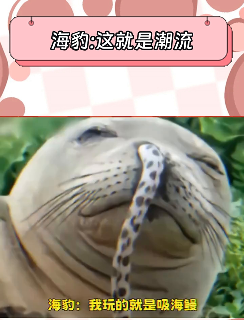 海豹把鳗鱼当时尚单品,玩潮流西海岸