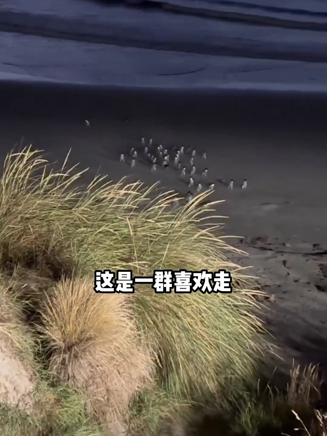 爱走夜路的小蓝企鹅