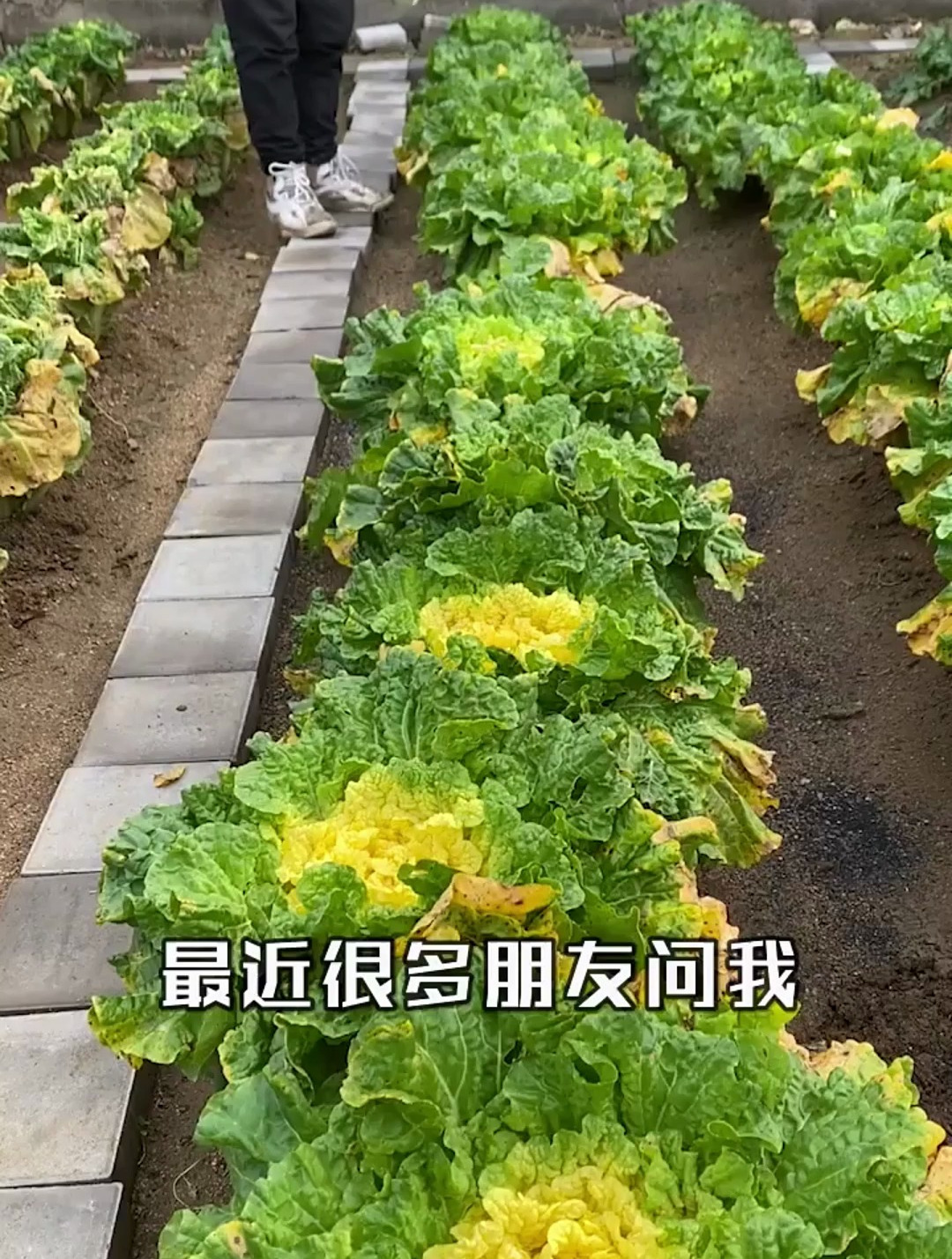 到底什么时候种大白菜才最高产呢?