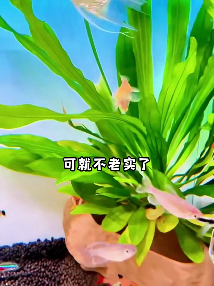 盘点一下五位热带小型鱼里最凶的大佬!观赏鱼 热带小型鱼