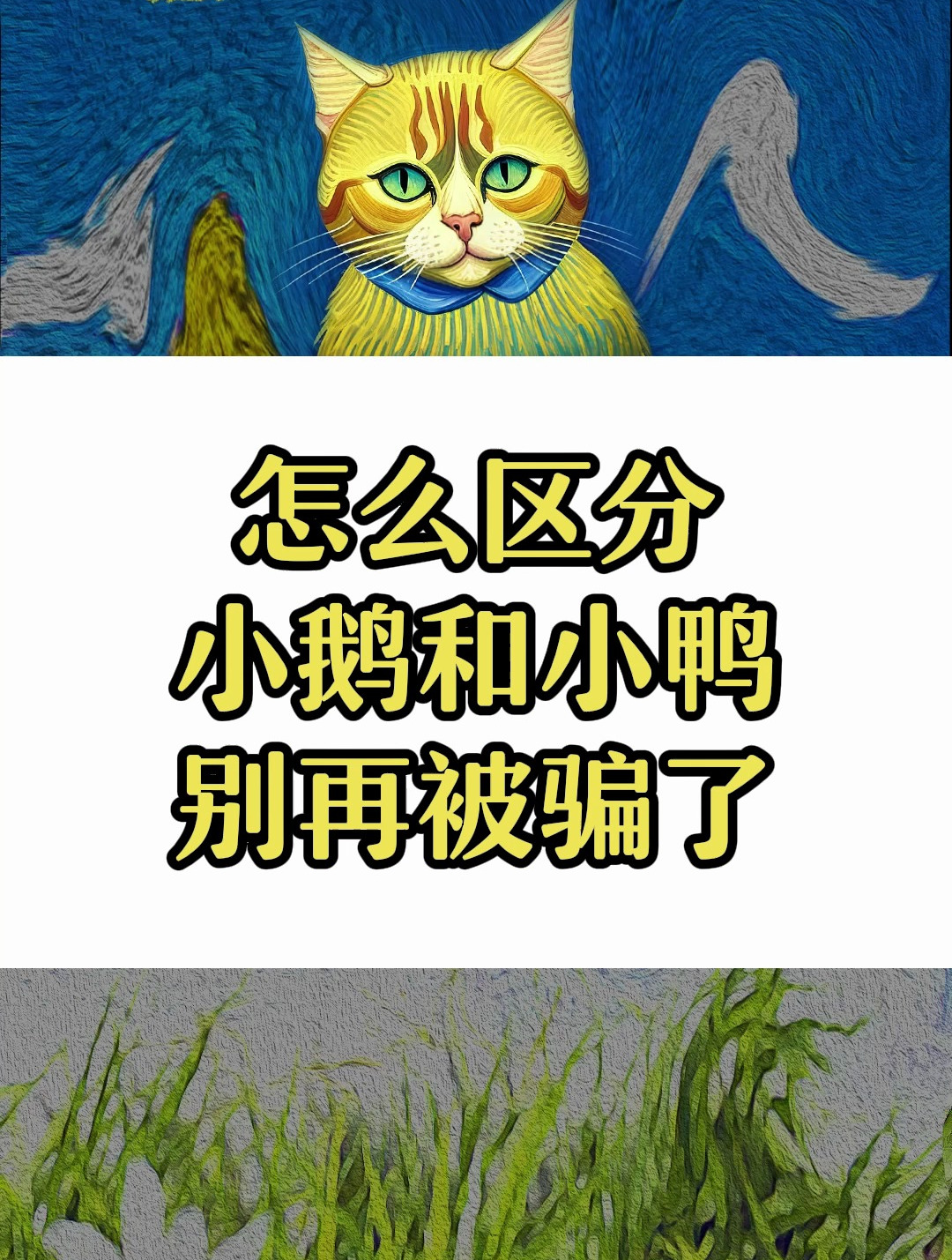 怎么区分小鹅和小鸭,别再被骗了