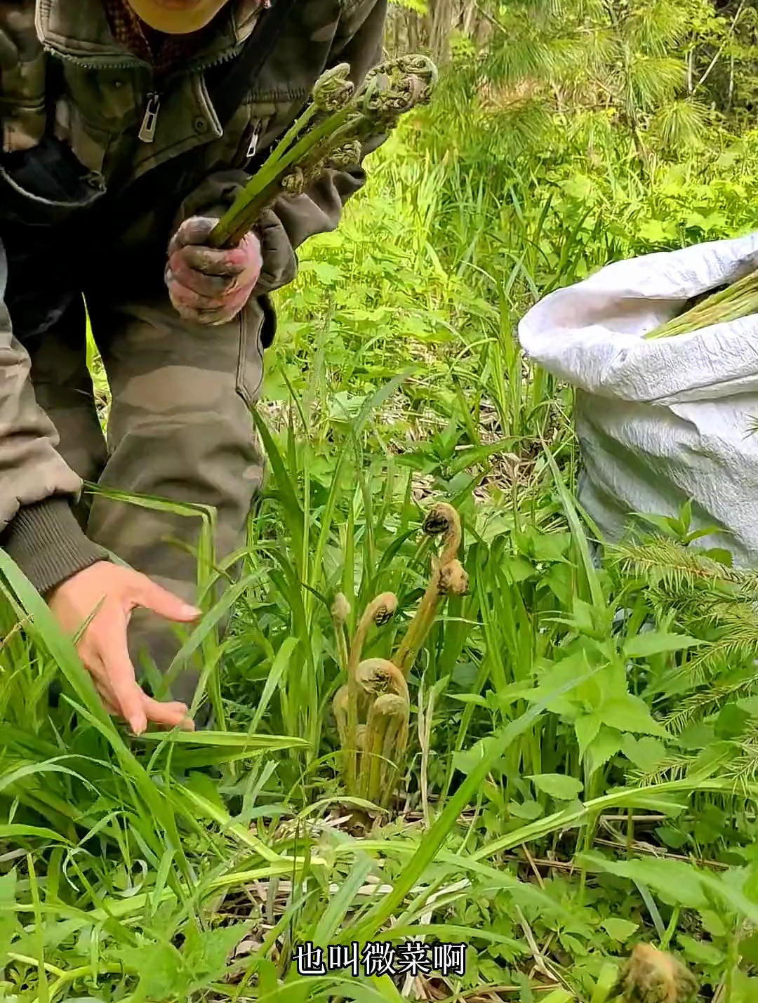 薇菜也叫牛毛广,特别粗的叫杠菜,采起来太过瘾了